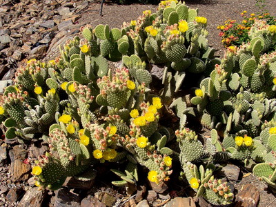 Cultivarea cactuselor în câmp deschis - enciclopedia de flori