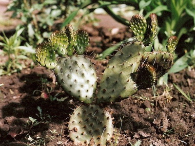 Cultivarea cactuselor în câmp deschis - enciclopedia de flori