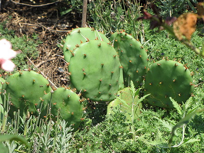 Cultivarea cactuselor în câmp deschis - enciclopedia de flori