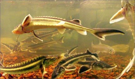 Cultivarea speciilor de pești de sturioni