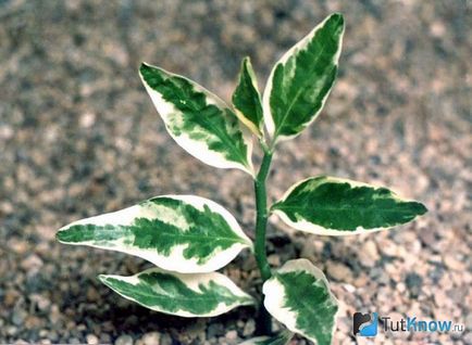 Cultivarea și îngrijirea pedalanthus