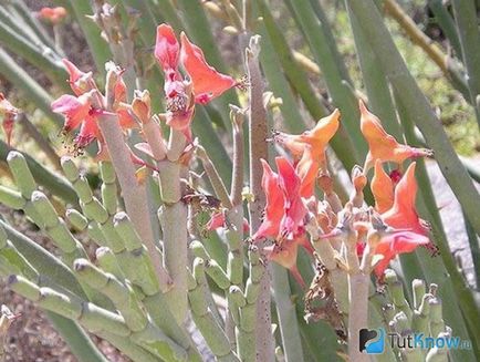 Pedilanthus termesztés és gondozás