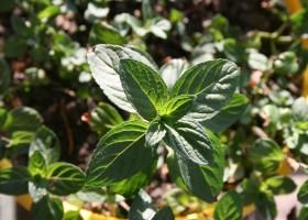 Cultivarea și îngrijirea pedalanthus