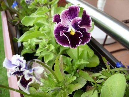 Cultivarea unei viola pe balcon și în îngrijirea grădinii pentru Viola