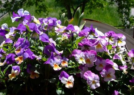 Cultivarea unei viola pe balcon și în îngrijirea grădinii pentru Viola
