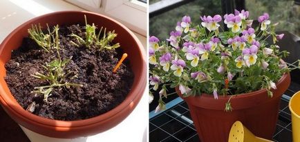 Cultivarea unei viola pe balcon și în îngrijirea grădinii pentru Viola