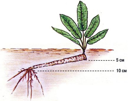 Cultivarea hreanului