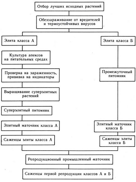 Вирощування здорового посадкового матеріалу 1990 Глібова е