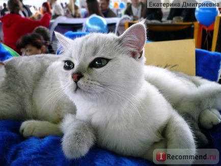 Виставка кішок експокот в крокус експо, красногорск - «виставка кішок)», відгуки покупців