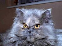 Виставковий грумінг перських кішок фото, як підготувати перса кішку виставці очі,