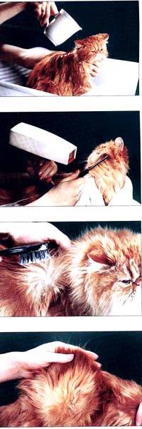 Expoziția de înfrumusețare a pisicilor persane, cum se pregătește expoziția Persană a ochilor,