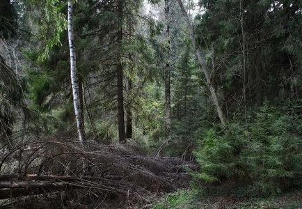 Supraviețuire în pădure