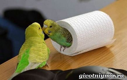 Budgerigar (élet törpepapagáj) törpepapagáj