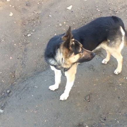 Instructor de câini @sobakatutor instagram profil, fotografii - clipuri video • gramosphere