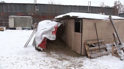 У Володимирському притулку «єдність» від холоду замерзають цуценята