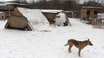 У Володимирському притулку «єдність» від холоду замерзають цуценята