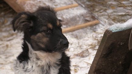 У Володимирському притулку «єдність» від холоду замерзають цуценята