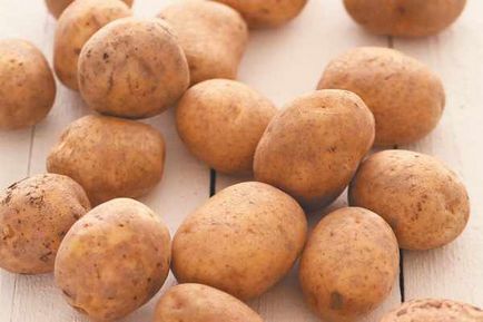 Шкідники картоплі та методи боротьби з ними