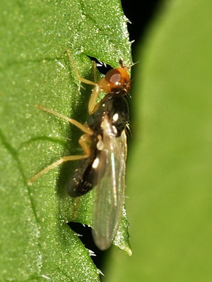Kártevők növényi kultúrák (tripszek, sárgarépa levélbolha) fotó rovar védelmi intézkedések és zöldségek