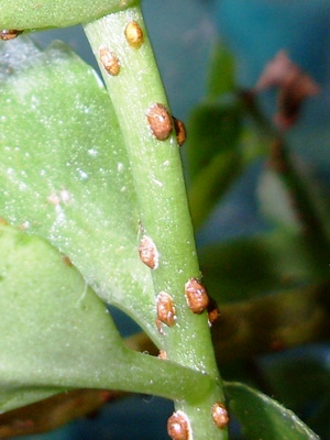 Kártevők növényi kultúrák (tripszek, sárgarépa levélbolha) fotó rovar védelmi intézkedések és zöldségek