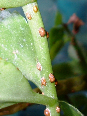 Dăunători de culturi vegetale (trips, blocuri de frunze de morcov), fotografii de insecte, protecția legumelor și a măsurilor