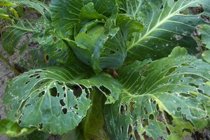 Шкідники овочевих культур (трипси, морквяні листоблошки) фото комах, захист овочів і заходи