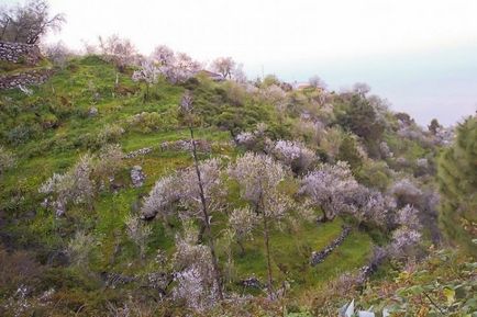 Totul despre fructele de piatra - migdalele (71 fotografii)