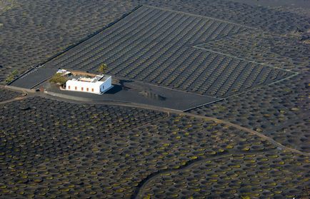 Vulkáni szőlőültetvények Lanzarote la Geria, el Grifo, Lanzarote fotók, hogyan lehet eljutni, és a