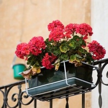 Climbing plante pentru balcon ajuta rapid în creștere în alegerea florilor
