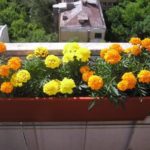 Climbing plante pentru balcon ajuta rapid în creștere în alegerea florilor