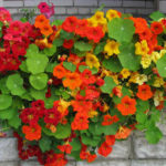 Climbing plante pentru balcon ajuta rapid în creștere în alegerea florilor