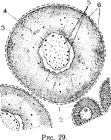 Particule nucleare