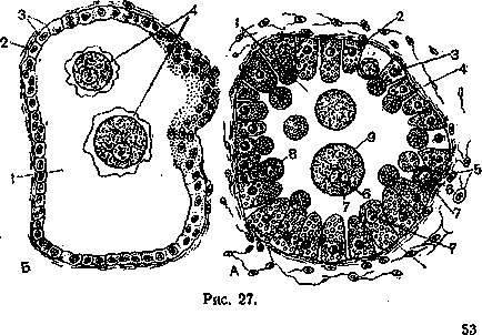 Particule nucleare