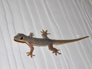 Ящірки в Таїланді згідно приймете гекон домашній волає на щастя, якщо вдома не сидиться