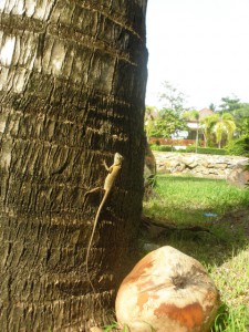 Ящірки в Таїланді згідно приймете гекон домашній волає на щастя, якщо вдома не сидиться