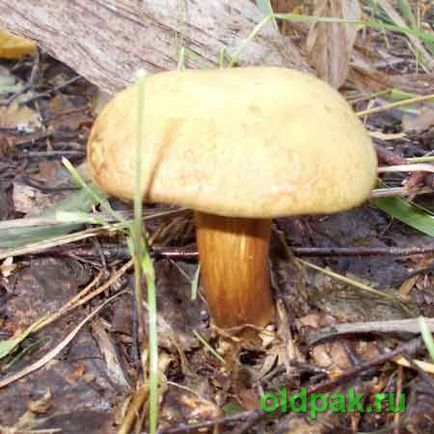 жовчний гриб