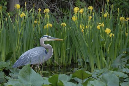 Iris galben plantare și îngrijire, soiuri, fotografie - viața mea