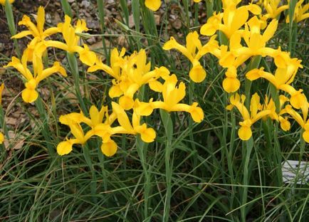 Iris galben plantare și îngrijire, soiuri, fotografie - viața mea