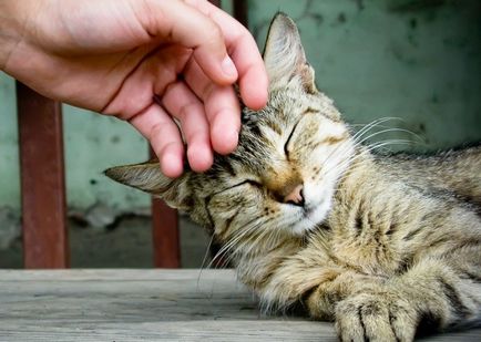 Animale care ne pot salva ca si caini si pisici trateaza boli