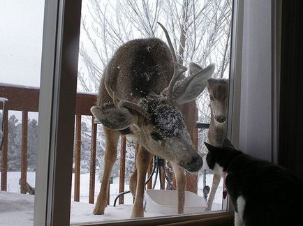 Animale care le cer să se întoarcă acasă