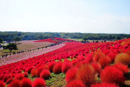 Viața și munca în Japonia