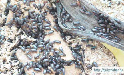 Beetle vindecări ale persoanelor după tratament