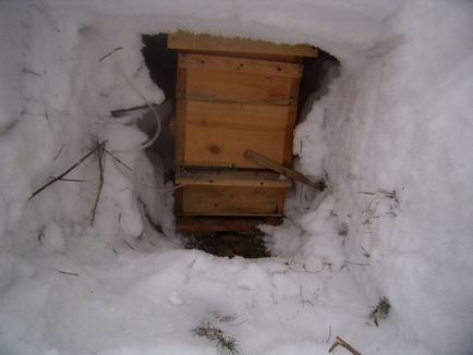 Зимівля бджіл на вулиці особливості та відео