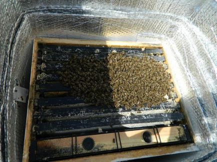 Зимівля бджіл на вулиці в різних регіонах Росії