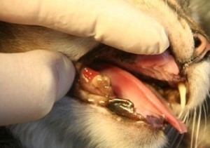 Dinți la câini, periaj dinți cu ultrasunete câine - servicii veterinare