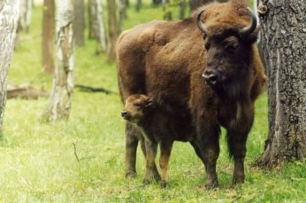 Bison - Animale pe cale de dispariție