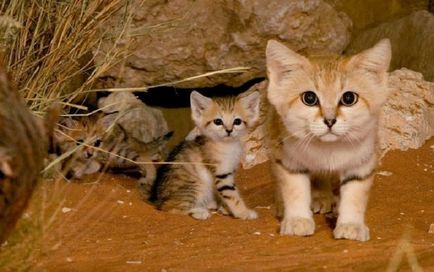 12 Specii rare de sălbatice de pisici din lume, pe care nici măcar nu le-ați ghicit - femeie xo