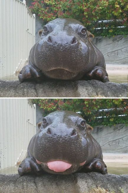 20 Imagini drăguțe ale puiilor de hipopotam, care cu siguranță vor înveseli