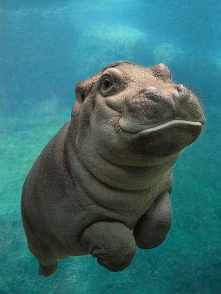 20 Imagini drăguțe ale puiilor de hipopotam, care cu siguranță vor înveseli