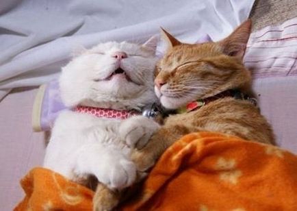 25 Кумедних котячих поз для сну